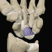 Image from The Interactive Hand CD