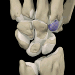 Image from The Interactive Hand CD