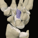 Image from The Interactive Hand CD