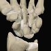 Image from The Interactive Hand CD